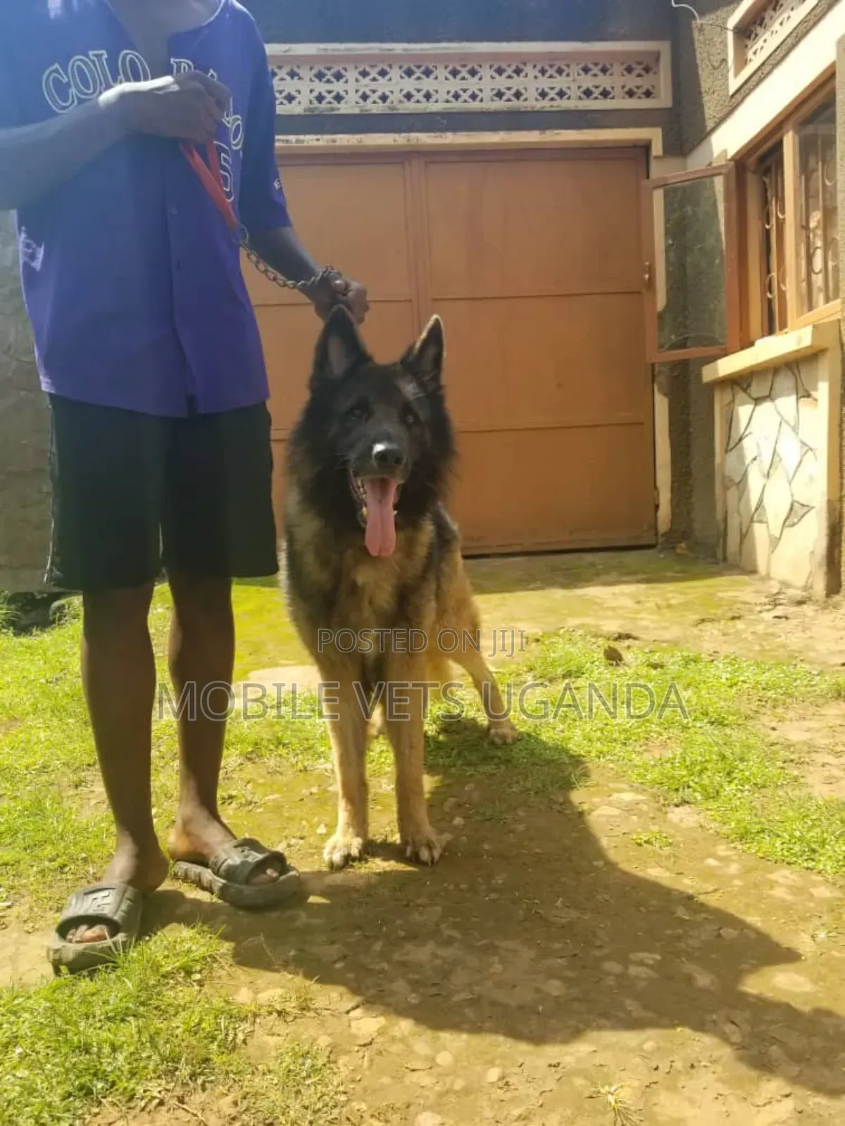 6-12 months Male Purebred German Shepherd