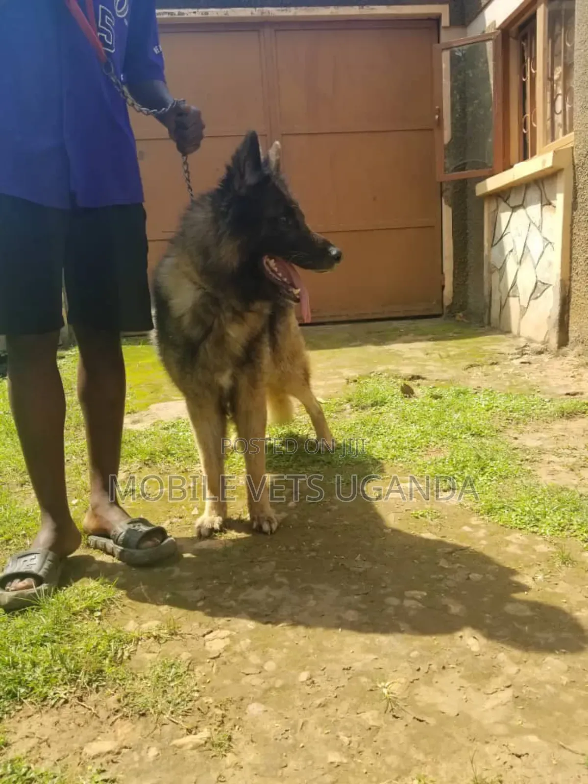 3-6 months Male Purebred German Shepherd