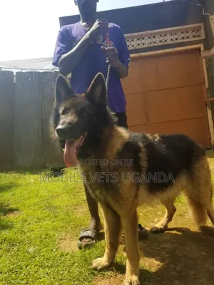 6-12 months Female Purebred German Shepherd