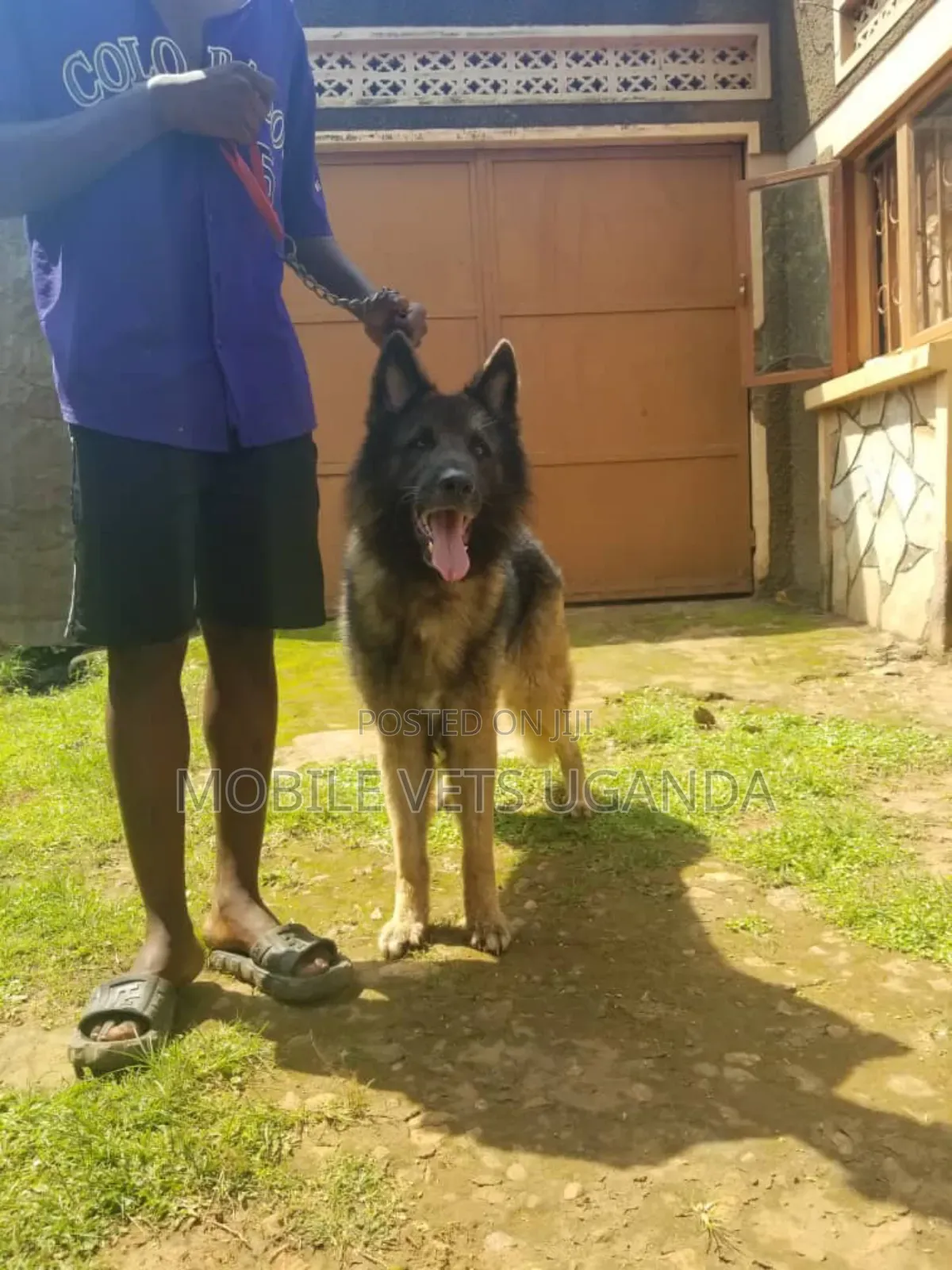1+ year Female Purebred German Shepherd