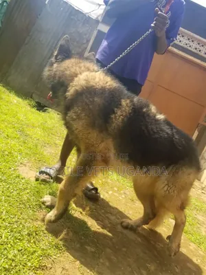3-6 months Male Purebred German Shepherd