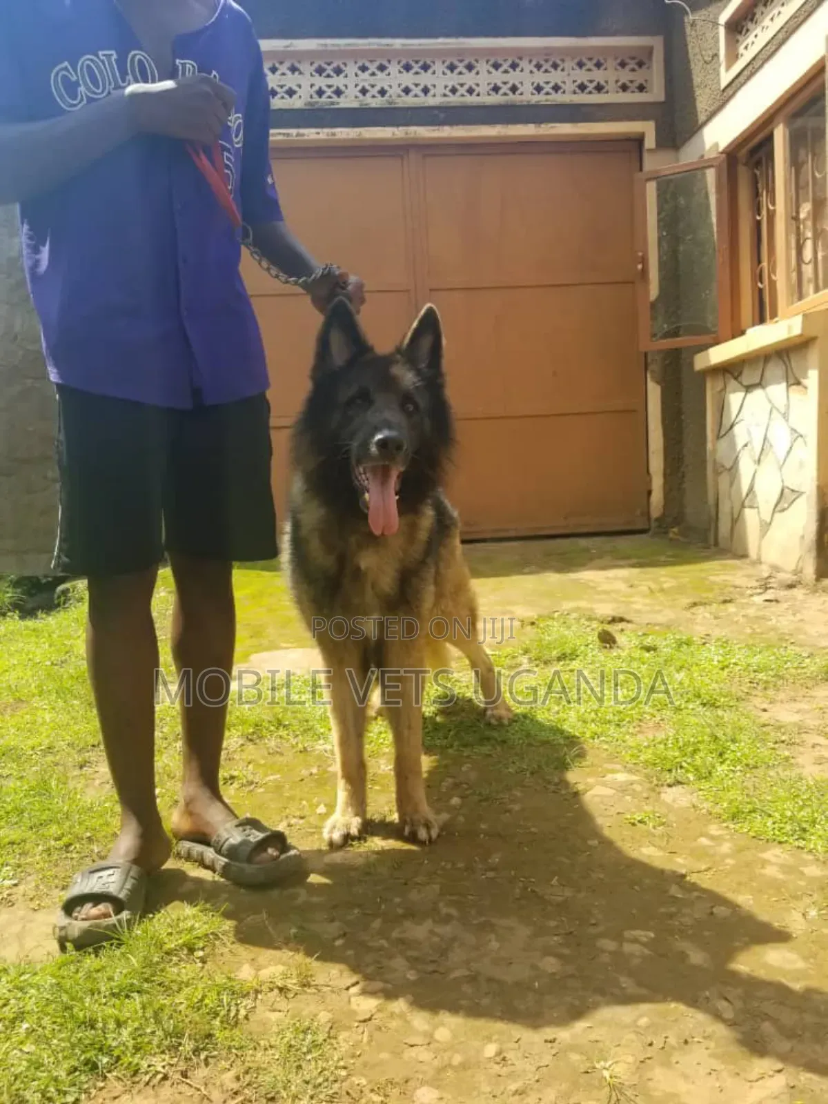6-12 months Female Purebred German Shepherd