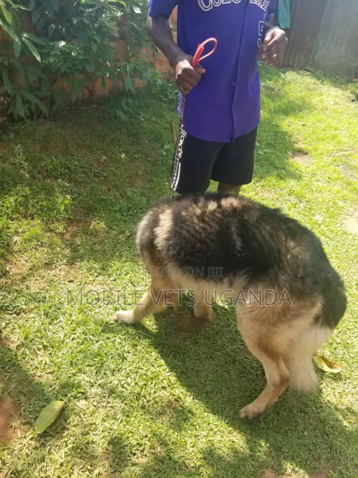 3-6 months Male Purebred German Shepherd