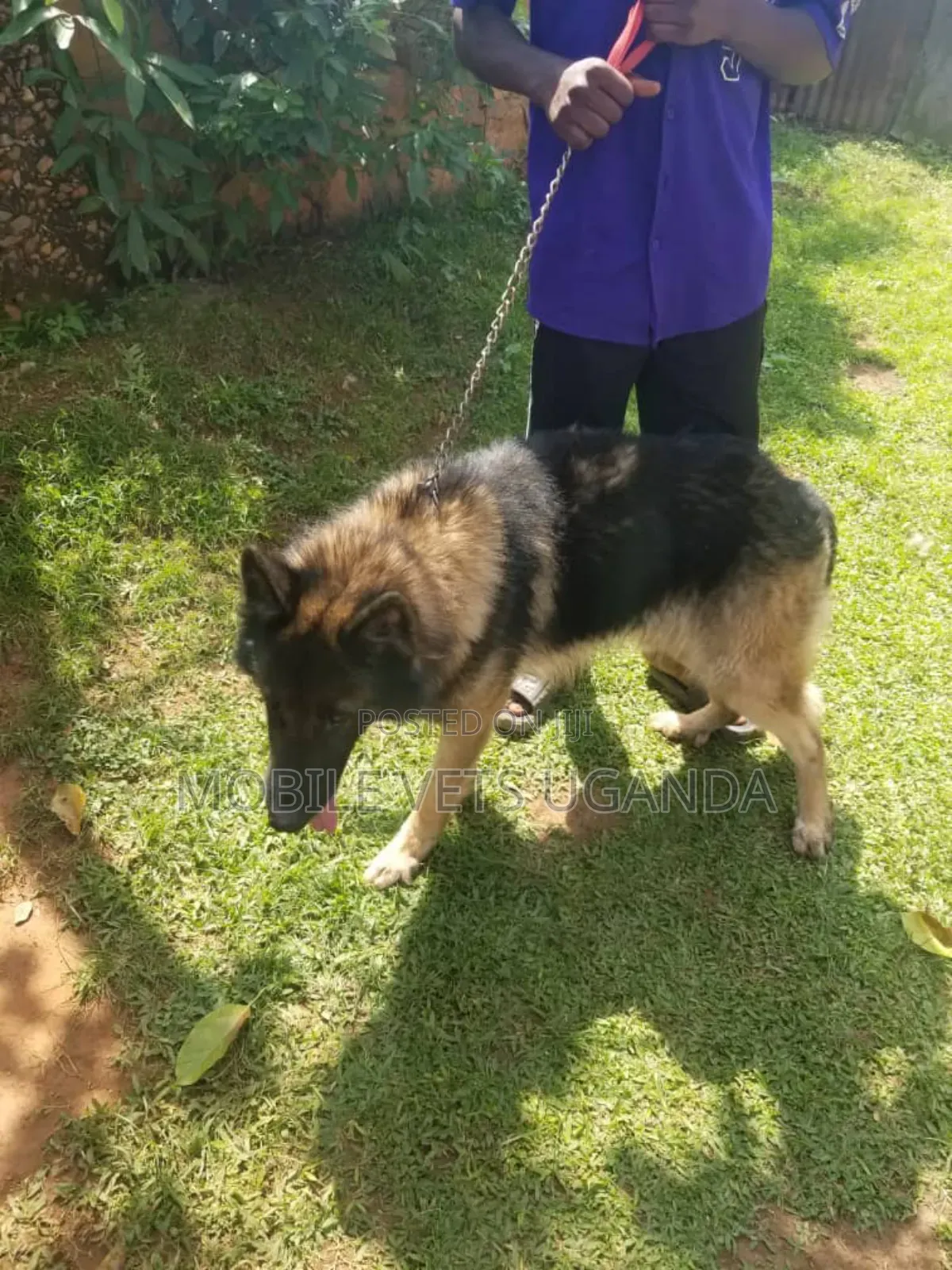 3-6 months Male Purebred German Shepherd