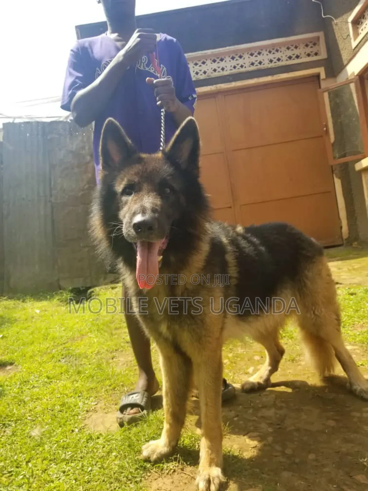 6-12 months Male Purebred German Shepherd
