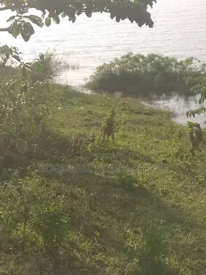 20 Acres of Land in Bubwa Buikwe Touching on Shores of Lake Victoria.