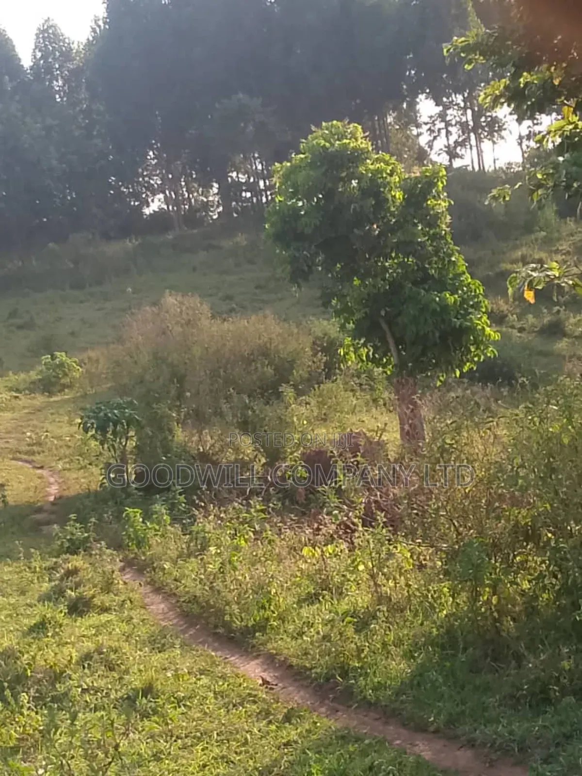 20 Acres of Land in Bubwa Buikwe Touching on Shores of Lake Victoria.