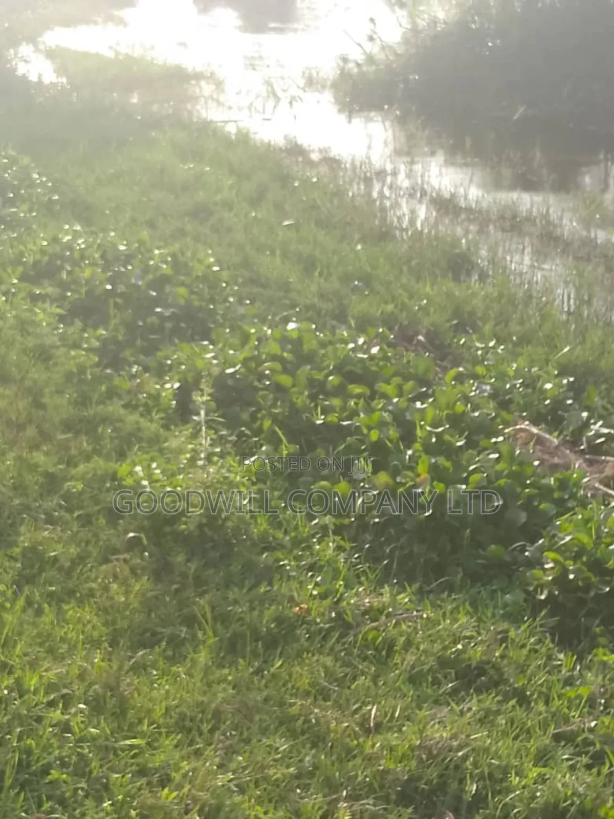 20 Acres of Land in Bubwa Buikwe Touching on Shores of Lake Victoria.