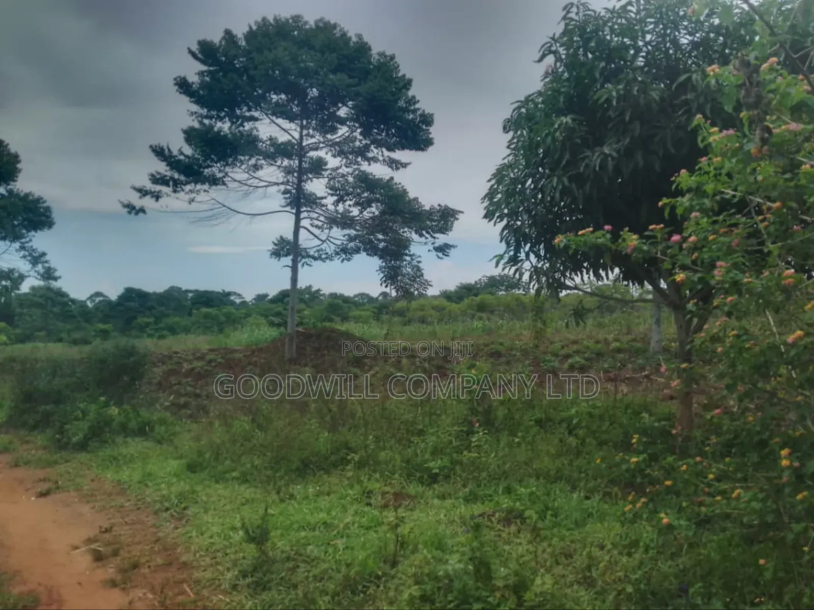 23 Acres of Land for Sale in Buwaampa Sese Nkokonjeru.