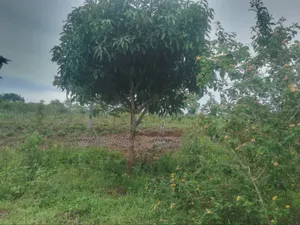 23 Acres of Land for Sale in Buwaampa Sese Nkokonjeru.