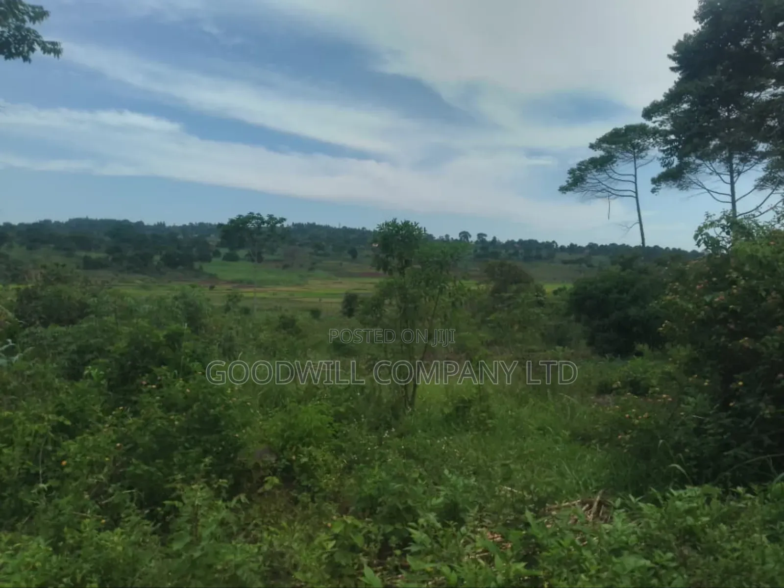 23 Acres of Land for Sale in Buwaampa Sese Nkokonjeru.