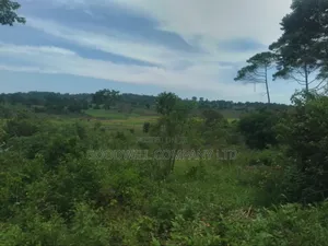 23 Acres of Land for Sale in Buwaampa Sese Nkokonjeru.