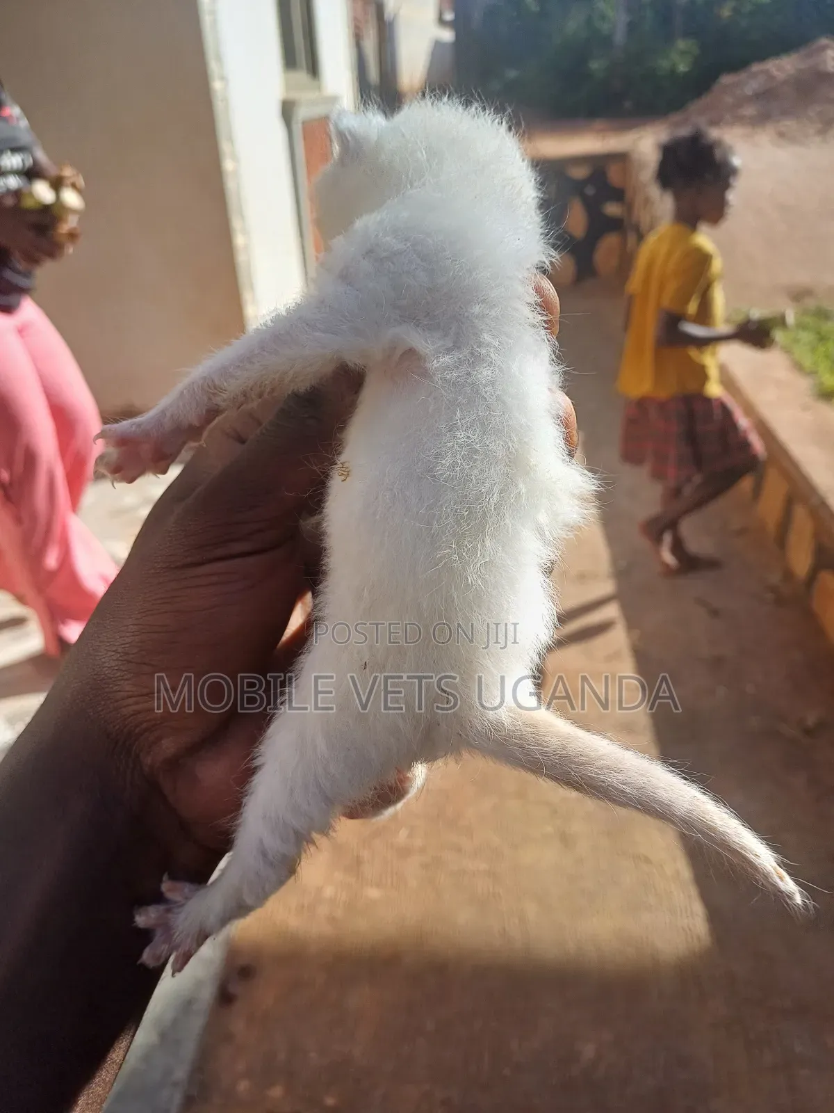 0-1 month Male Purebred Balinese