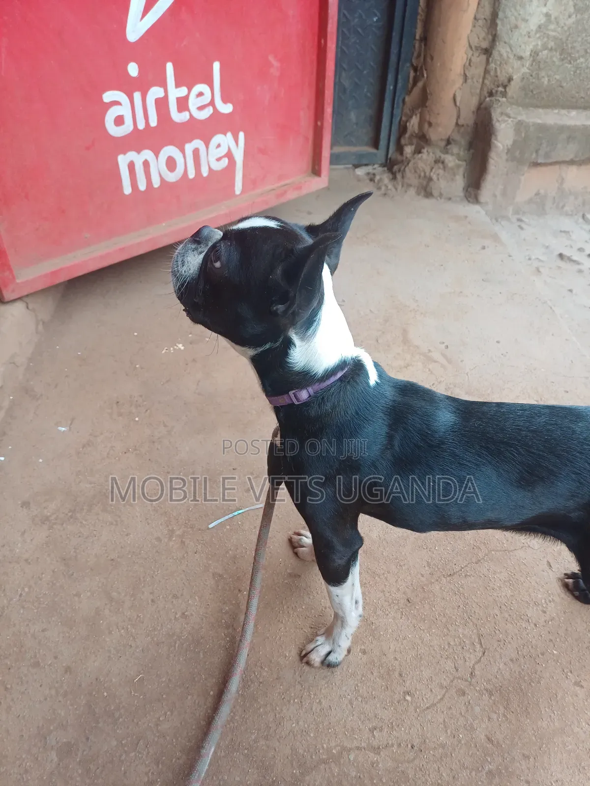 1-3 months Male Purebred Boston Terrier