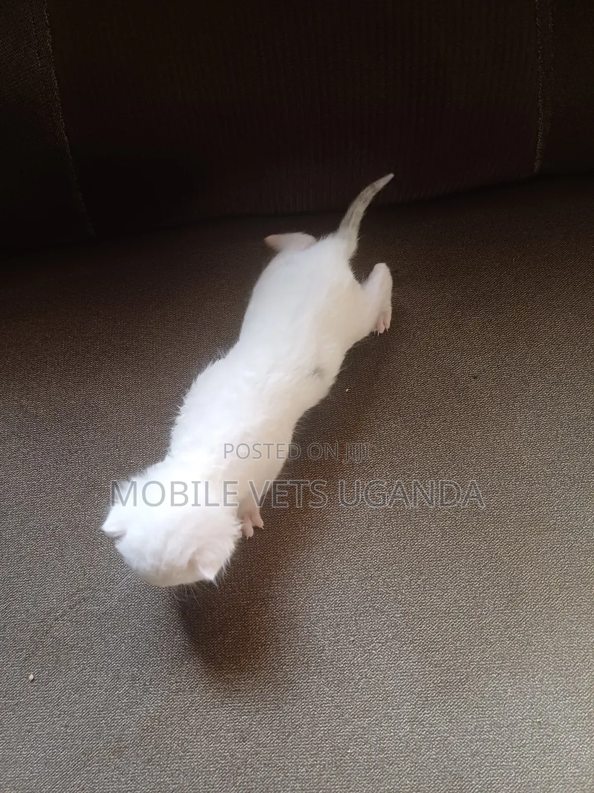 0-1 month Male Purebred Birman