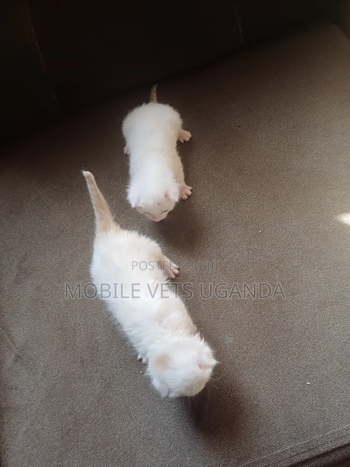 1-3 months Male Purebred Japanese Bobtail