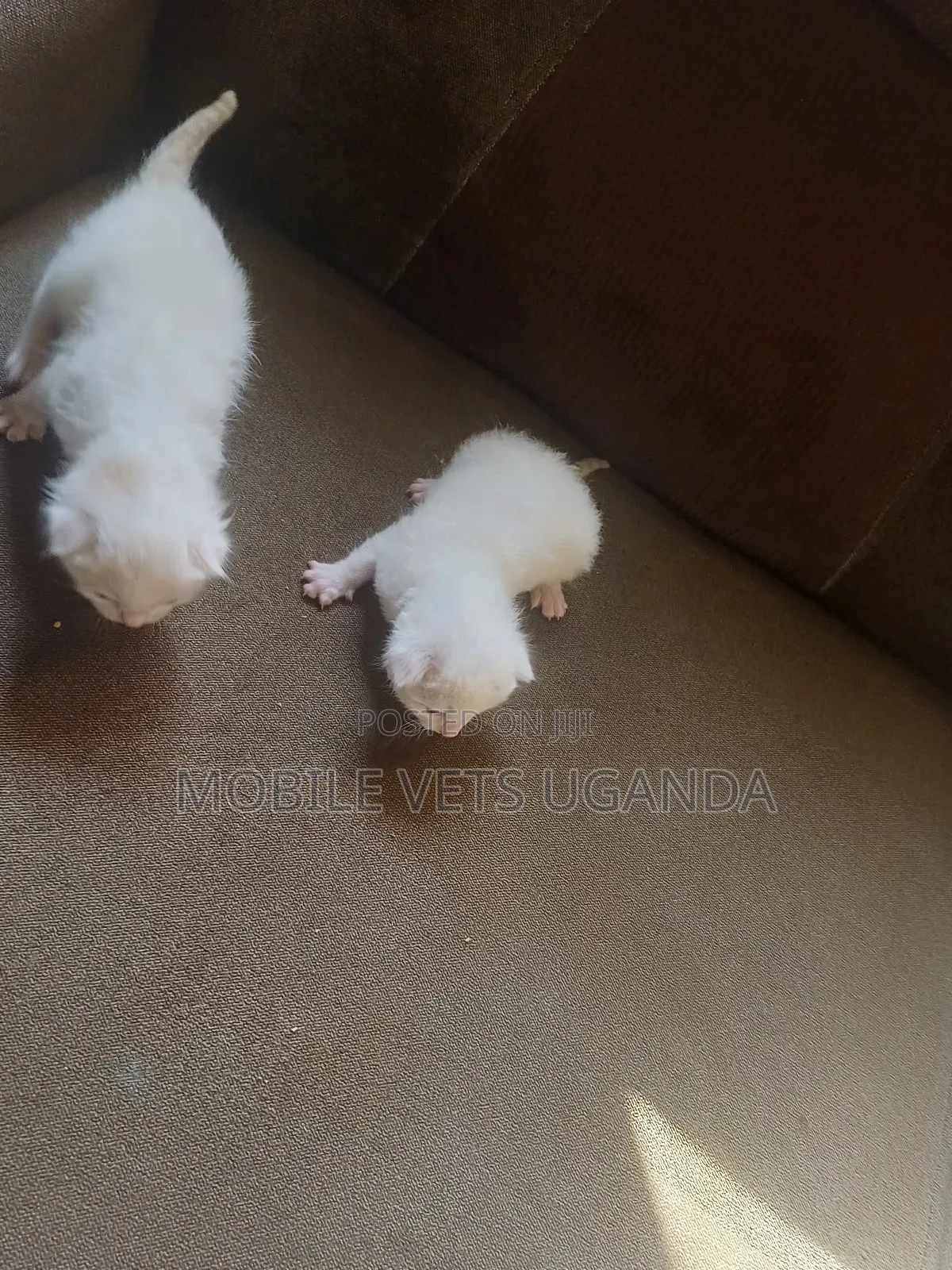 0-1 month Female Purebred British Shorthair