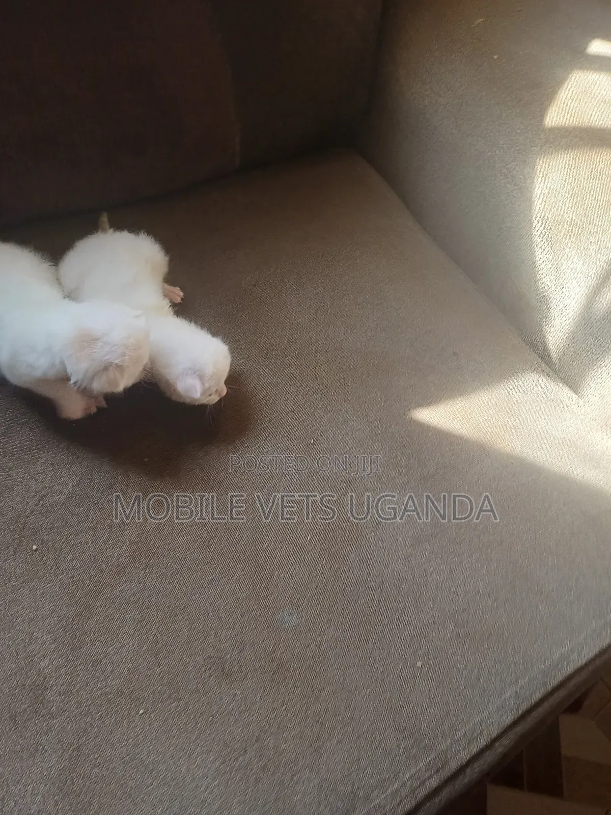 1-3 months Male Purebred Ocicat