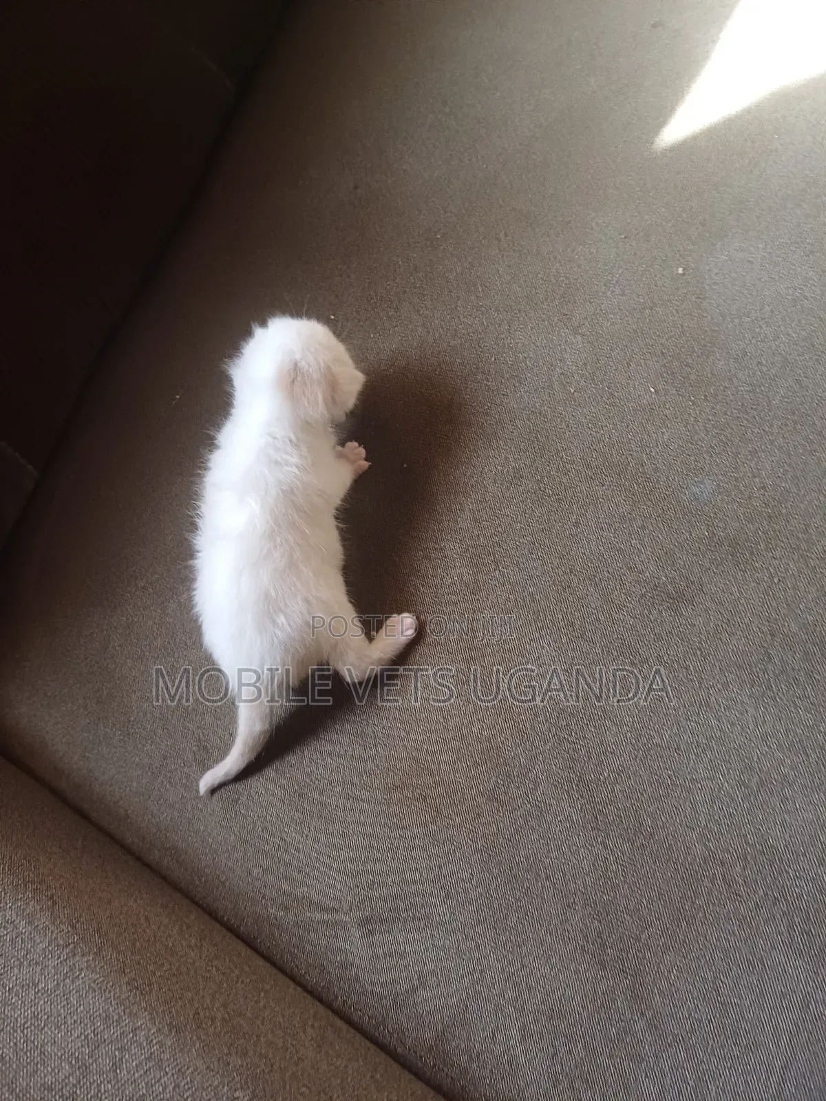 1-3 months Male Purebred American Curl