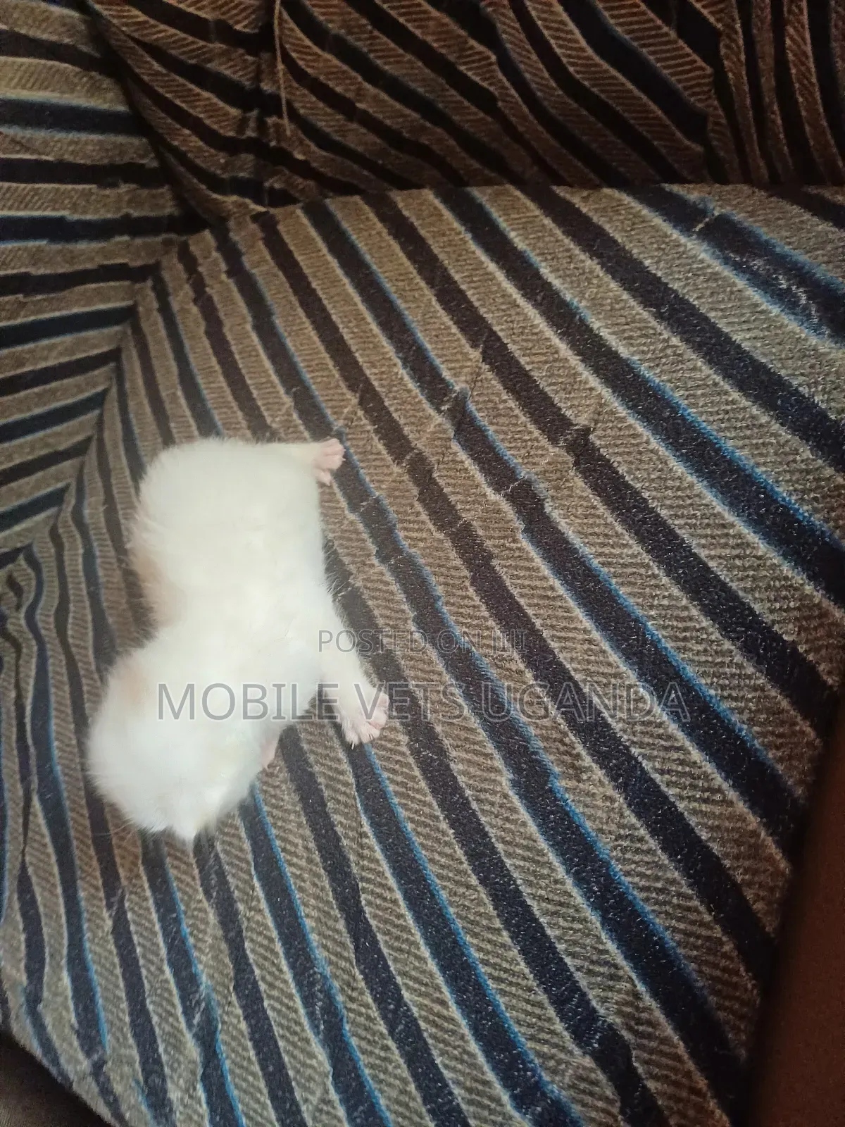 0-1 month Male Purebred Burmese