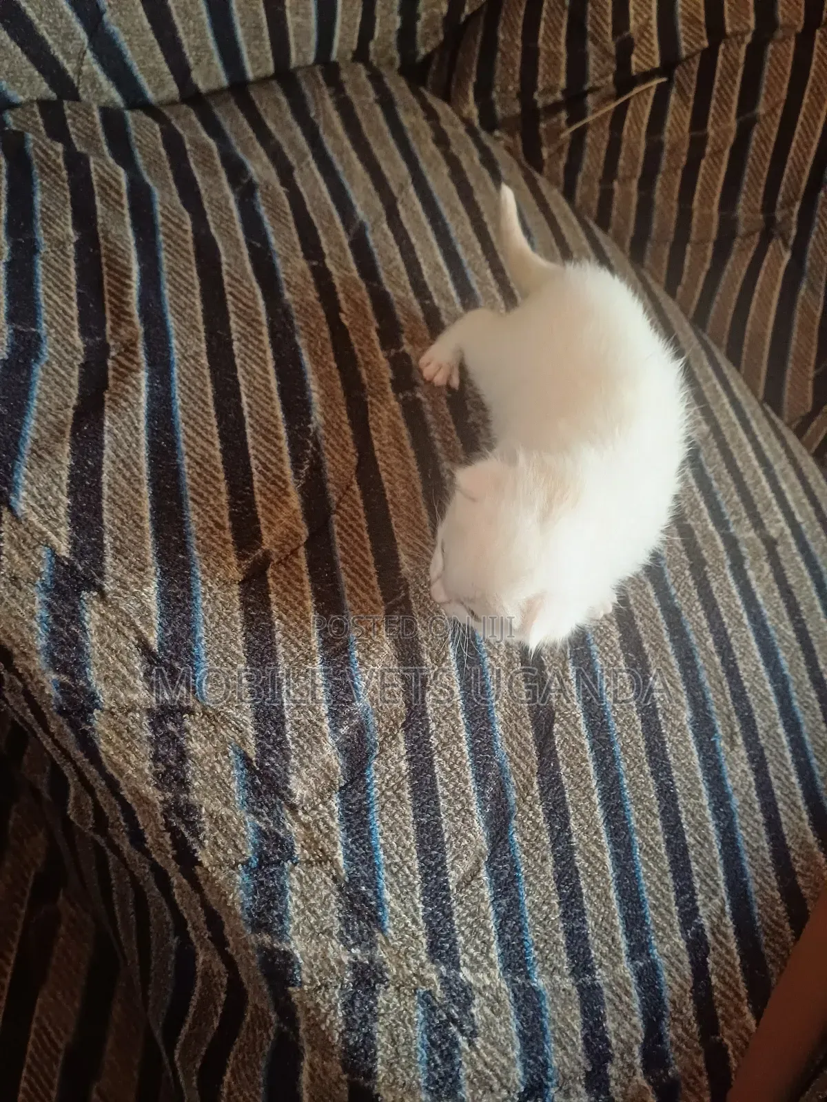 0-1 month Female Purebred European Burmese