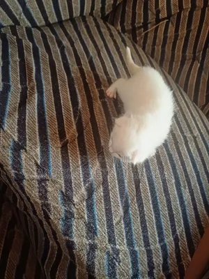 0-1 month Female Purebred European Burmese