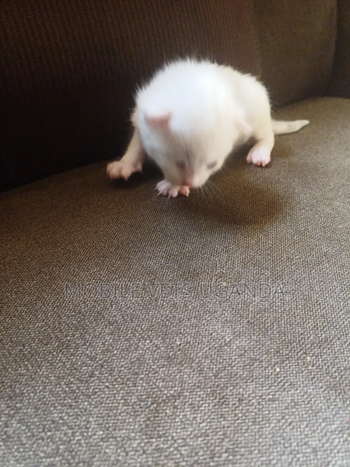 1-3 months Male Purebred Birman