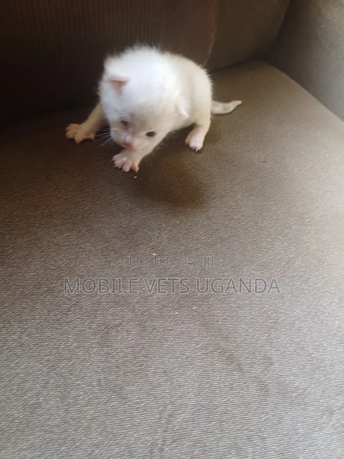 1-3 months Female Purebred Cornish Rex