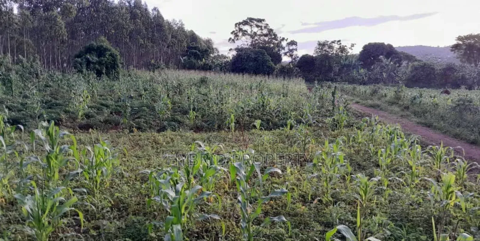 Prime Plots For Sale At Maya~Nanziga Divine Land Estate~Masaka Road V.