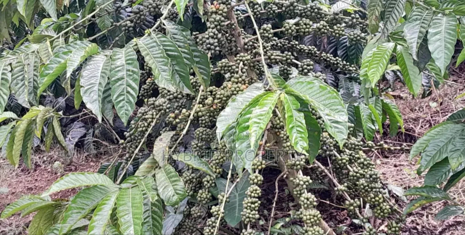 16acres Of Land With Coffee Plantation For Sale At Wakiso~Hoima Road.