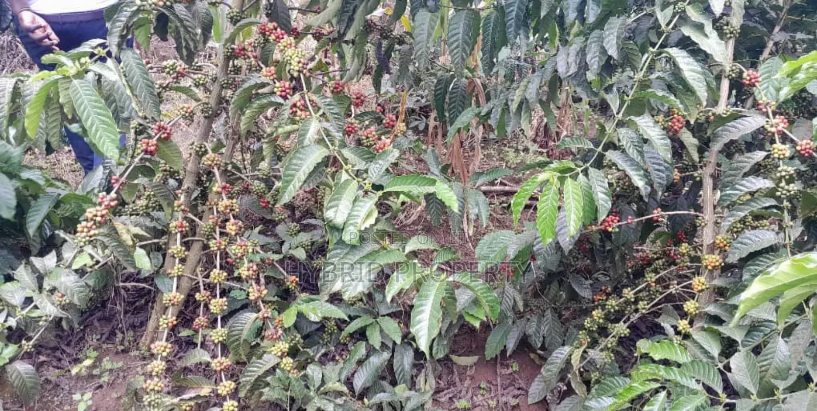 16acres Of Land With Coffee Plantation For Sale At Wakiso~Hoima Road.