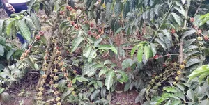 16acres Of Land With Coffee Plantation For Sale At Wakiso~Hoima Road.