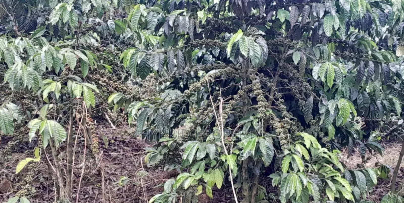 16acres Of Land With Coffee Plantation For Sale At Wakiso~Hoima Road.