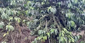 16acres Of Land With Coffee Plantation For Sale At Wakiso~Hoima Road.