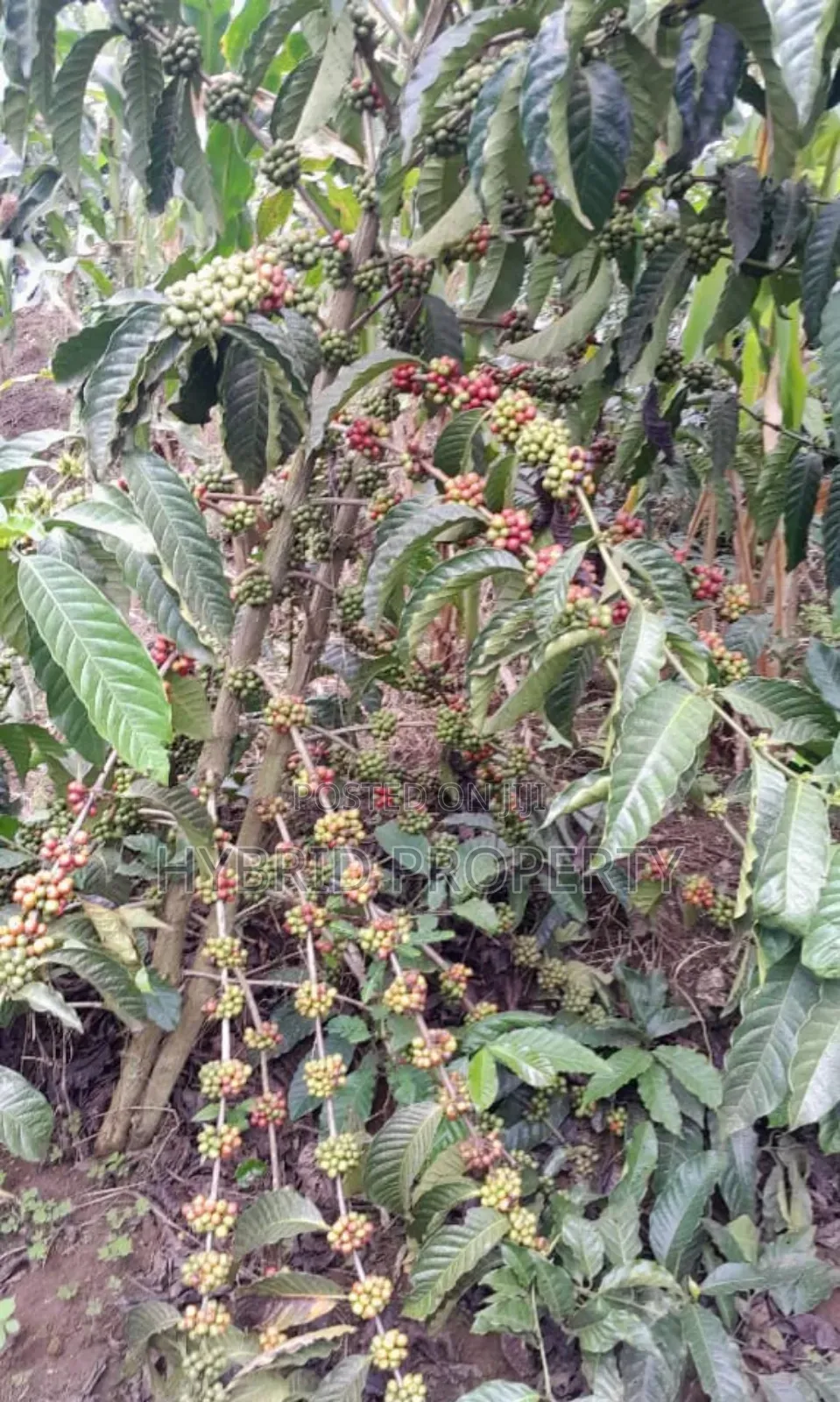 16acres Of Land With Coffee Plantation For Sale At Wakiso~Hoima Road.