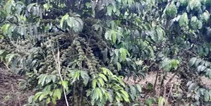 16acres Of Land With Coffee Plantation For Sale At Wakiso~Hoima Road.