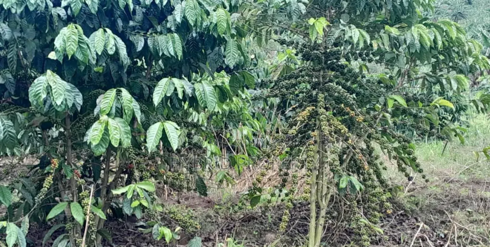 16acres Of Land With Coffee Plantation For Sale At Wakiso~Hoima Road.