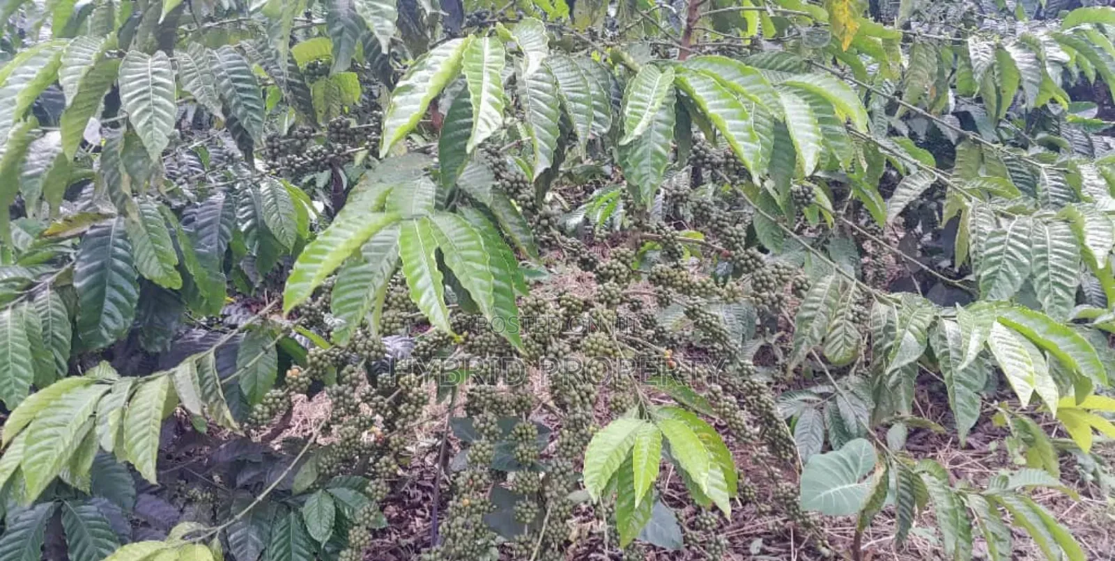 16acres Of Land With Coffee Plantation For Sale At Wakiso~Hoima Road.