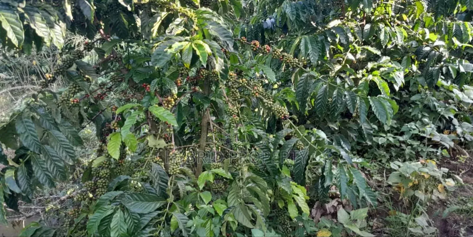 16acres Of Land With Coffee Plantation For Sale At Wakiso~Hoima Road.