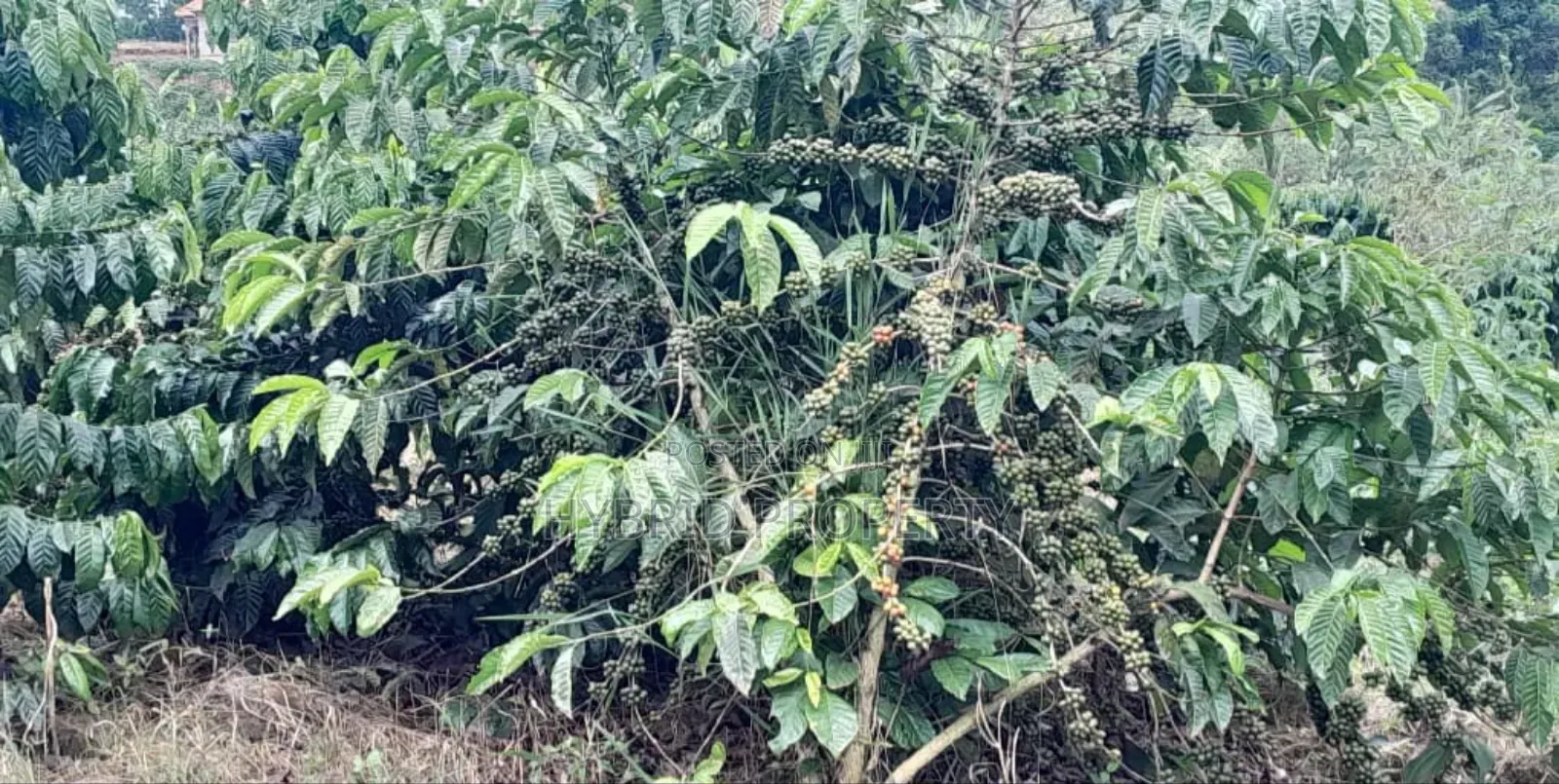 16acres Of Land With Coffee Plantation For Sale At Wakiso~Hoima Road.