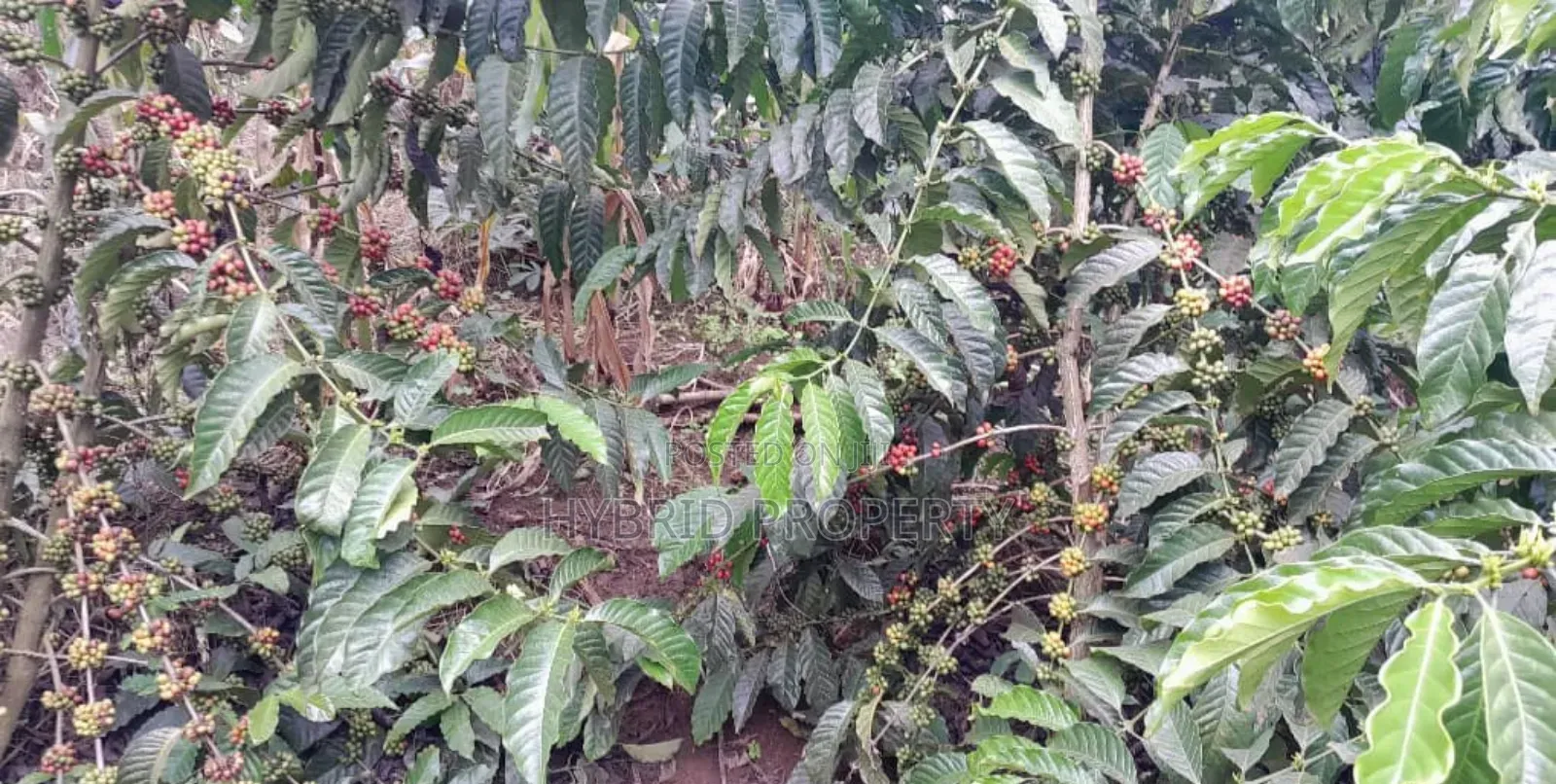 16acres Of Land With Coffee Plantation For Sale At Wakiso~Hoima Road.