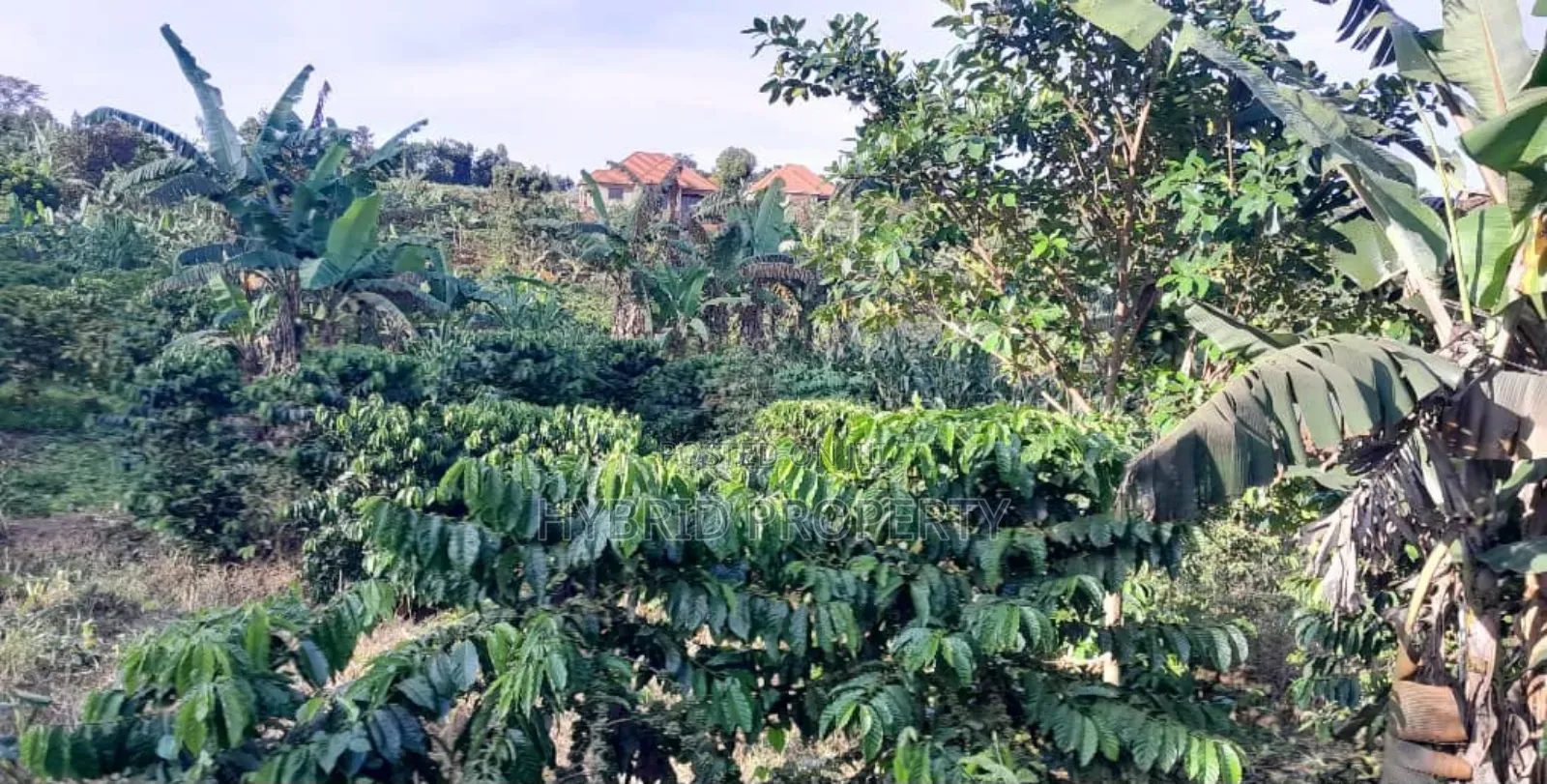 16acres Of Land With Coffee Plantation For Sale At Wakiso~Hoima Road.