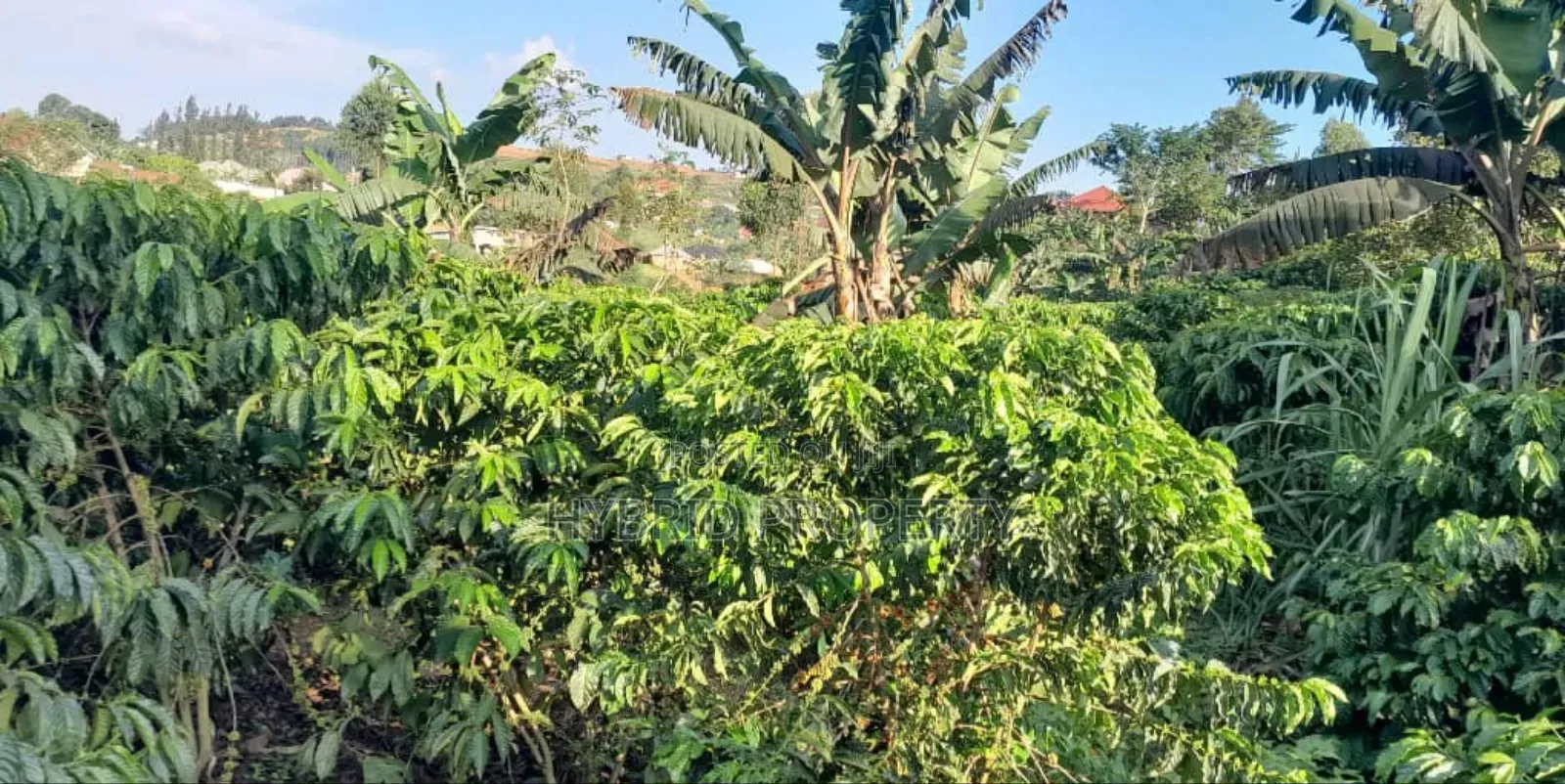 16acres Of Land With Coffee Plantation For Sale At Wakiso~Hoima Road.