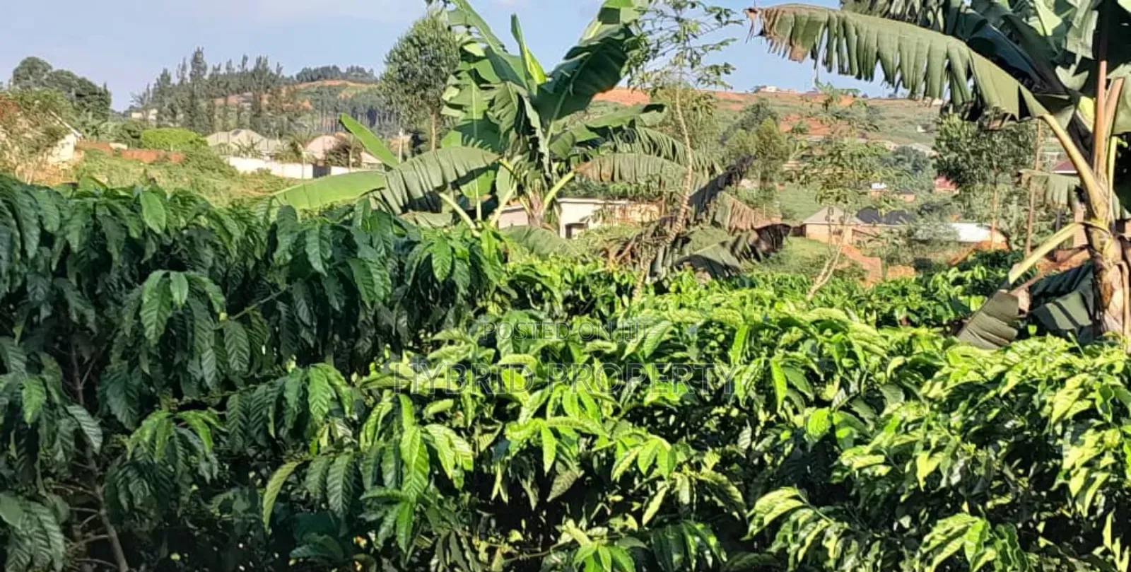 16acres Of Land With Coffee Plantation For Sale At Wakiso~Hoima Road.