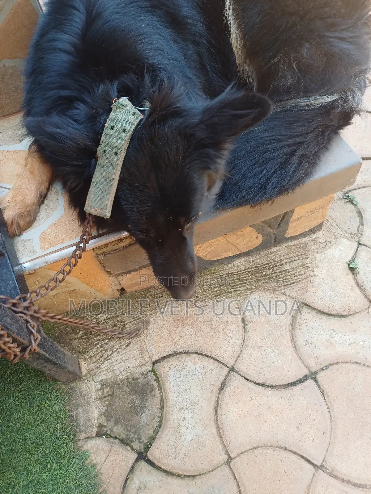3-6 months Female Purebred German Shepherd