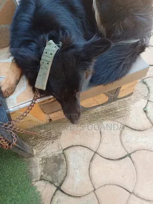 3-6 months Female Purebred German Shepherd