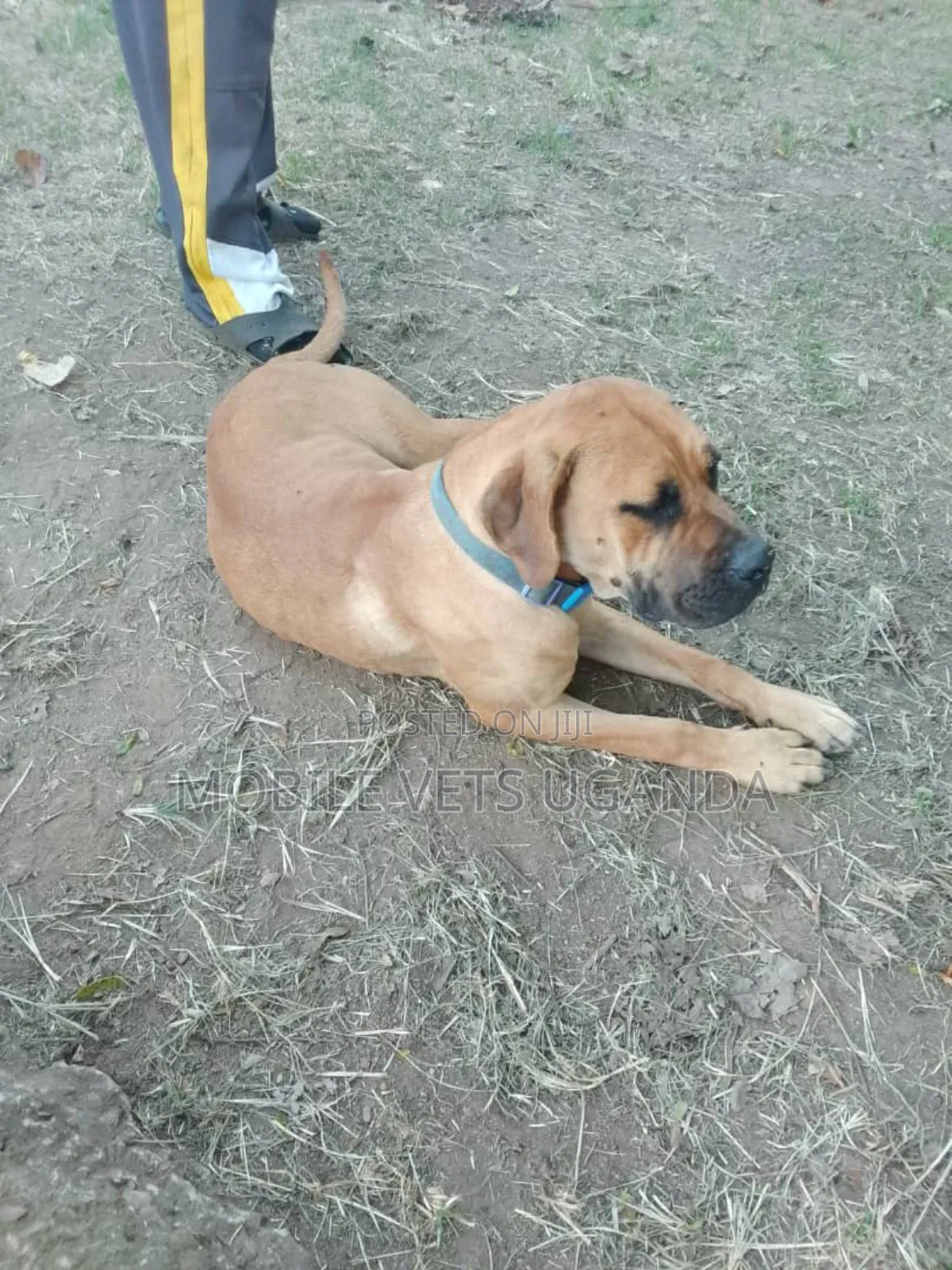 6-12 months Female Purebred Boerboel