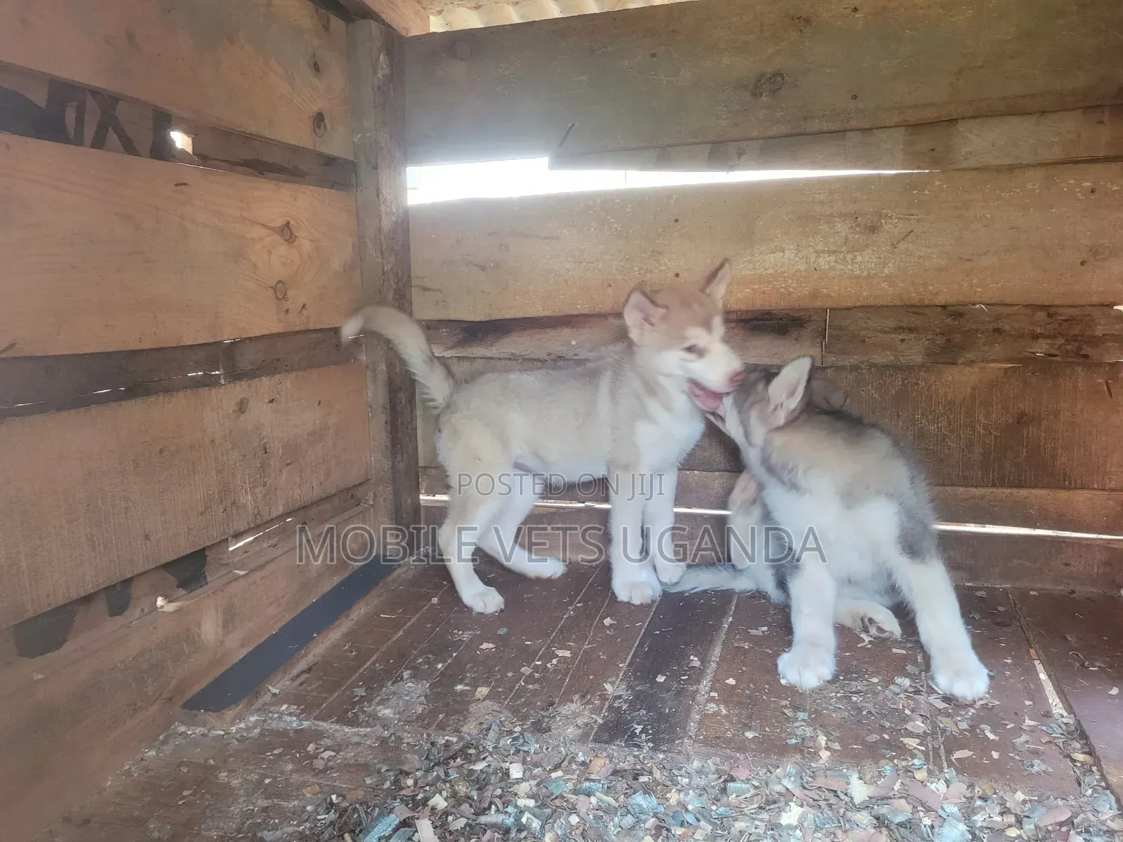 1-3 months Male Purebred Siberian Husky