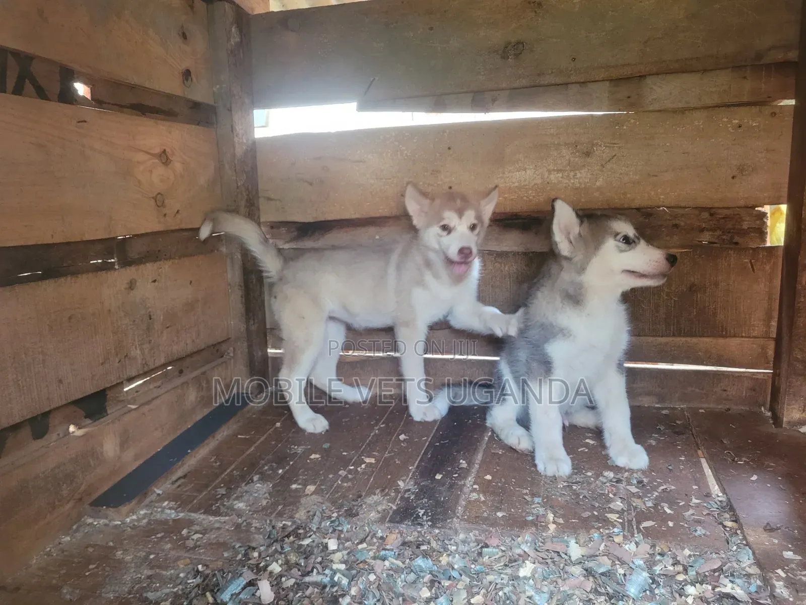 3-6 months Female Purebred Siberian Husky