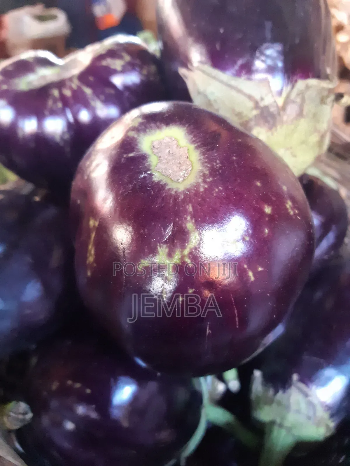 Round Big Eggplant